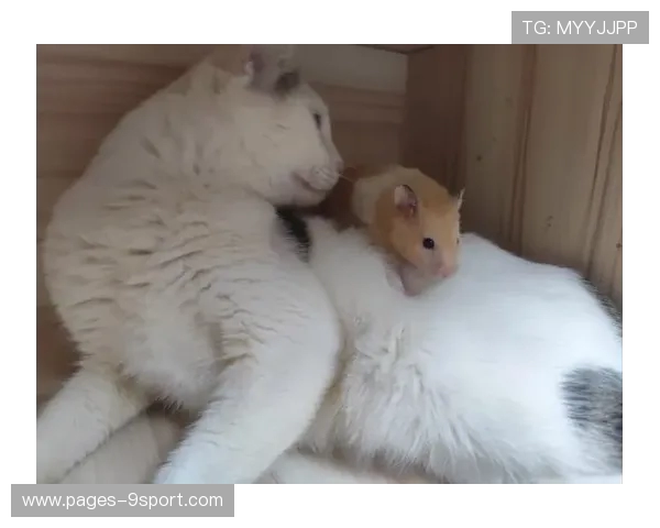 如何利用家中常见道具与猫咪互动玩游戏 提升宠物的智力和活力